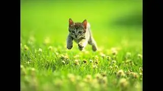 crash kitten