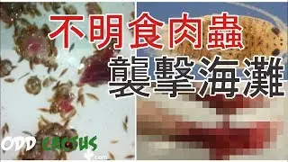 前五名在海邊出現的詭異生物
