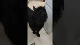 Спасение Мойвы в домашних условиях