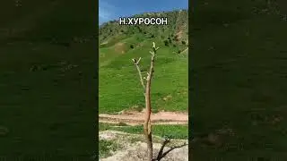 НОХИЯИ ХУРОСОН ТОВИНМАЗОР 2024 МАЙ