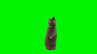 Gray cat standing up meme (green screen)