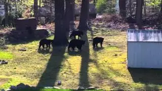 Black bear with 3 cubs in NJ