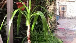 Yucca Yucca shank does not give roots What to do