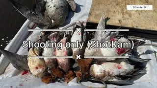 Only shooting ShotKam 2024 ducks hunt in Siberia Sakha Republic