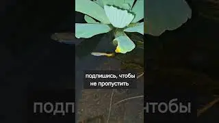 породистые гуппи в пруду #аквариум #гуппи
