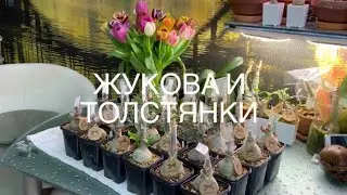 Прививки Флат, подводим итоги.