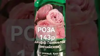 Розы из Светофора