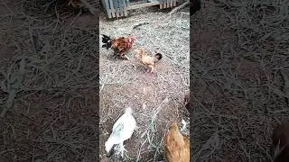 Aqui  Mato!