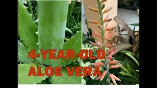 4 Year Old Aloe Vera