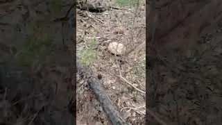самый большой гриб 🍄