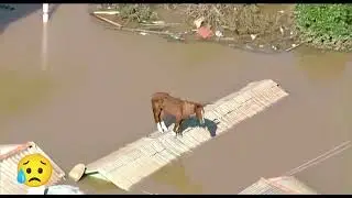 Strong Horse in Brazil   #news #flood #horse #brazil