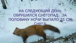 HUNTING WITH A HUSK FOR A MARTEN. 05 02.2020. successful!!!!