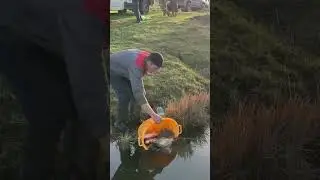 Зарыбление озера
