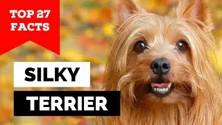 99% of Silky Terrier Dog Owners Don't Know This
