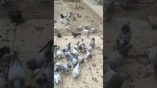 бойни голуби... самарканда