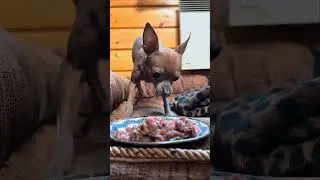 Тося в гневе