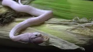 Palmetto Cornsnake on a corn having a meal