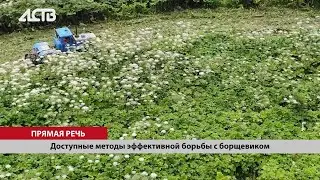 Самые эффективные методы борьбы с борщевиком