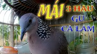 Tiếng cu gáy mái gù gáy kích bổi nhanh gáy / Chim cu gáy mái 3 hậu gù cà lăm / cu mái kích bổi