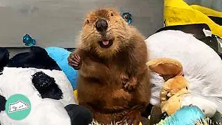 Woman Brought Home A Baby Beaver. Now They're Best Friends | Cuddle Buddies