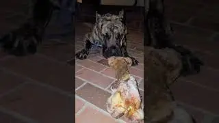 Sound of Presa Canario Eating Dinosaur Bone 🦕