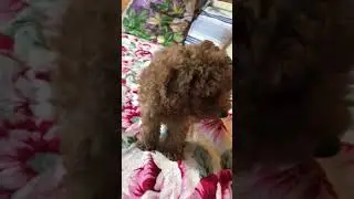Миниатюрный Пудель 🐩