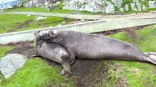 Elephant Seal Twerking