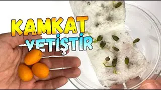 Growing Kumquat from Seeds