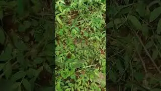 touch me not plant 
