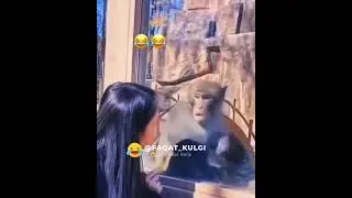 prikol