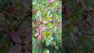 Сагаан-Дайли - шайтан трава))