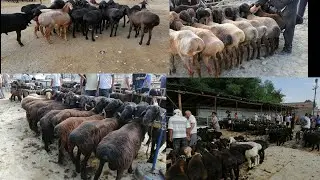 QO'QON OPTOM QO'Y BOZORI YANGI NARXLARI