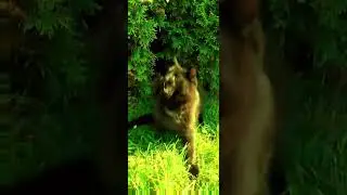 Ти, ти, Тима, Тима.