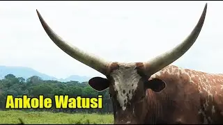 ANKOLE WATUSI