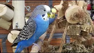 7 hours of budgie sounds for relaxation