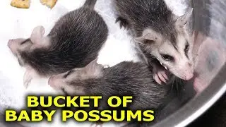 Bucket of Baby Possums in 4K 60fps