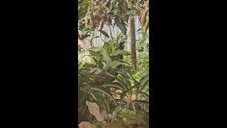 Peacock roaming around house
