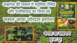 अश्वगंधा मे ह्यूमिक ऐसिड और फंजीसाइड का किया स्प्रे। जोरदार हरापन 