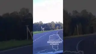 Рысь перебежала дорогу в Крапивинском #рекомендации #вмиреживотных