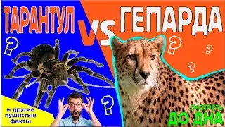 Пушистые факты