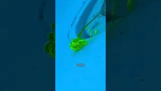 Watch as Dye Does the Trick