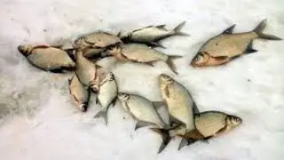 Ловля леща зимой.
