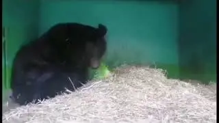 Волга и овёс
