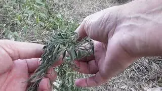 Cobbler's Pegs 🌿🧂🥗 😋 🌿🌿