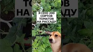 Когда очень хочется посадить много сортов! 