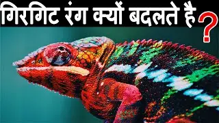 Why Do Chameleons Change Color - गिरगिट रंग क्यों बदलते हैं - GLITTER Animals