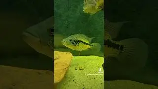 Dovii cichlid is a nasty fish!  #shorts #fyp #foryou #fishtok