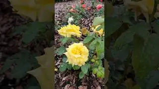 РОЗЫ И ВЕРБЕНА БОНАРСКАЯ