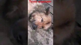 Тузик отдыхает (#СобакаТузиксновавделе). ФОНК от @BLXXDRIDE. #ОПЕРАТОР @dj_shorts_official2