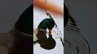 Quack, quack duck photography